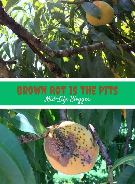 Brown Rot is the Pits ~ Mid-Life Blogger | Organic gardening tips ...