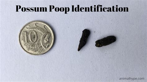 Photographs Of Opossum Poop Images Of Feces And Waste Possum Droppings | vlr.eng.br