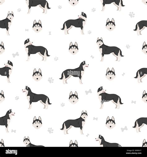 Siberian Husky seamless pattern. All coat colors set. All dog breeds ...