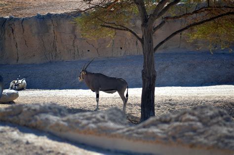 Oryx Antelope G - Free photo on Pixabay - Pixabay