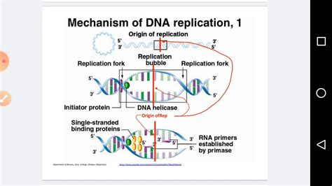 Ori - Origin of Replication In Bacteria - YouTube