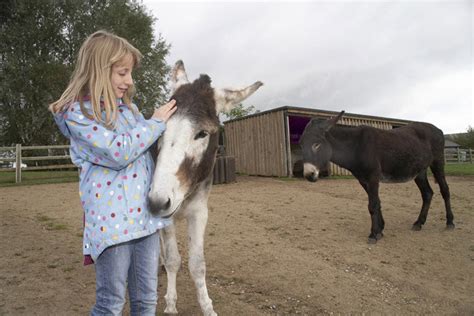 Manor Farm Animal Centre & Donkey Sanctuary | Notts Farm Tourism