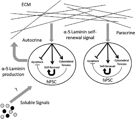 Proposed Autocrine and Paracrine Positive Feedback Loops in a-5 Laminin ...