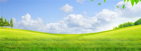 Fresh Green Grass Simple Banner Background, Meadow, Green, Lawn Background Image And Wallpaper ...