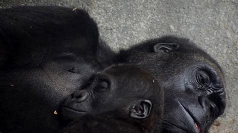 Gorilla and baby sleeping image - Free stock photo - Public Domain photo - CC0 Images