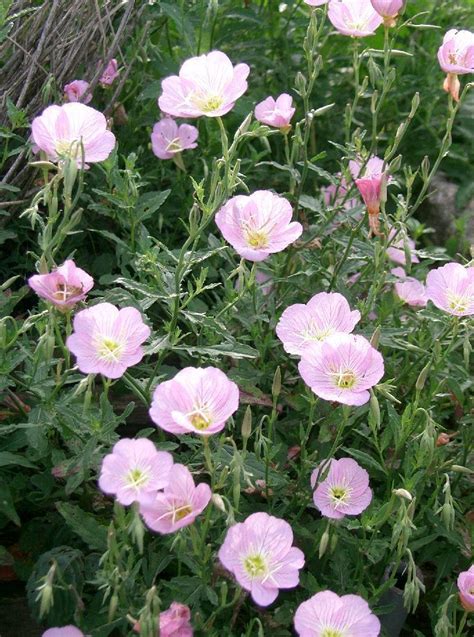 Pink Evening Primrose (Edible and Useful Plants in Fort Bend County) · iNaturalist