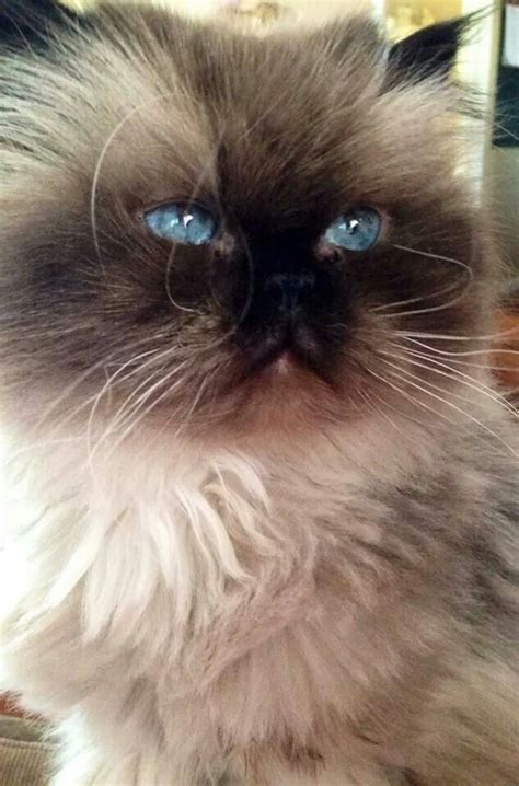 Pin by Elise on Himalayan Kitties!!!! | Himalayan cat, Ragdoll cat, Pets