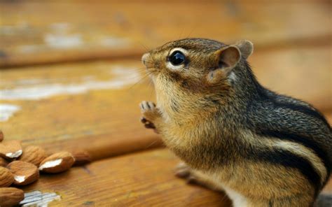 Chipmunks Wallpapers | Fun Animals Wiki, Videos, Pictures, Stories