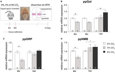 Frontiers | Adaptation of Respiratory-Related Brain Regions to Long ...