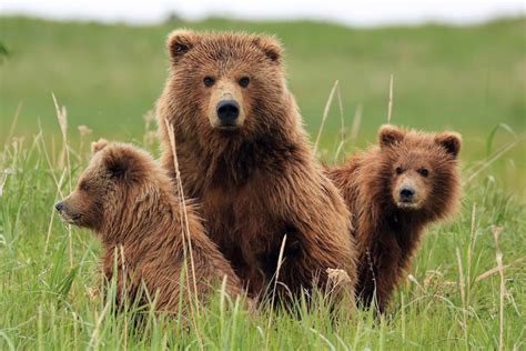 5 curiosidades de los osos pardos - National Geographic en Español