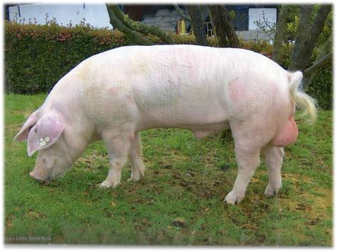 Minor Species Production Technologists (257671), (S.E.N.A) - Apartado-Antioquia-Colombia : Pig ...