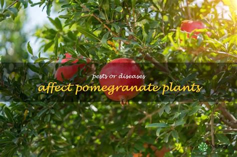 How To Deal With Pest And Disease Problems In Pomegranate Plants | ShunCy