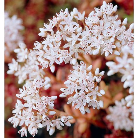 Sedum album Coral Carpet | White Flower Farm