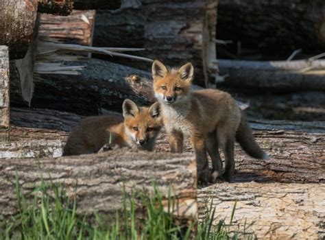 Kit Fox: The Amazing Desert Dweller