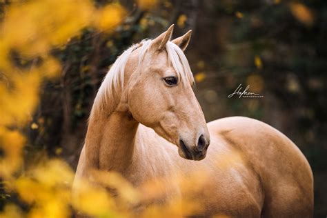 Quarter Horse | Herbst | Herbstblätter | Palomino | Bilder | Foto ...