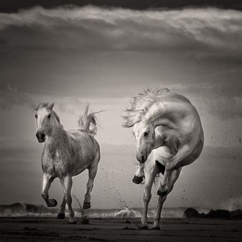 wild horse black and white | George Karbus Photography