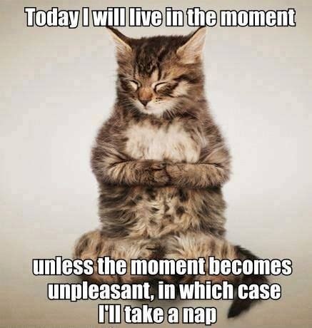 Mindfulness humor. :-) Animal Jokes, Funny Animal Memes, Funny Animal ...