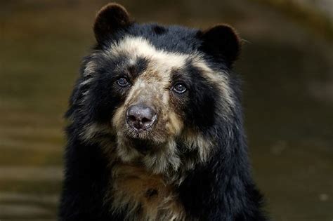 All About The Spectacled Bear, South America's Only Bear Species - WorldAtlas