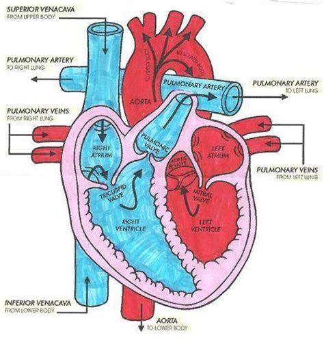 Heart Diagram Simple