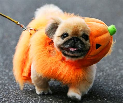 Awesome Halloween Dog Costumes