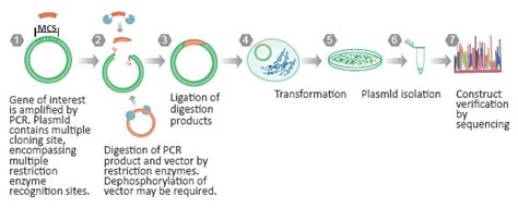 Molecular Cloning Strategies | Traditional Cloning | TA Cloning | GenScript