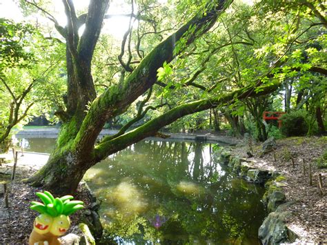 Exeggutor in Miyazaki, Miyazaki 10 (Miyazaki Jingu shrine)… | Flickr