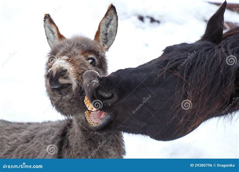 Horse and donkey stock photo. Image of black, play, animal - 29380796