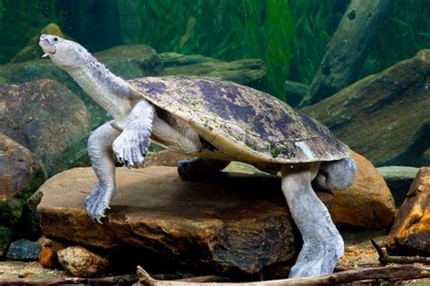 Mary River turtle - Alchetron, The Free Social Encyclopedia