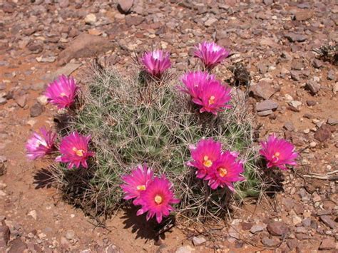 Cacti of Texas's Check List · iNaturalist