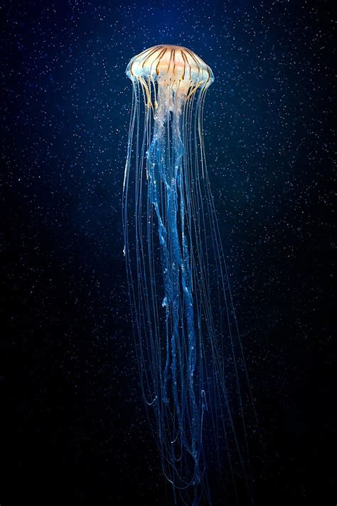 Bioluminescent Jellyfish Wallpaper