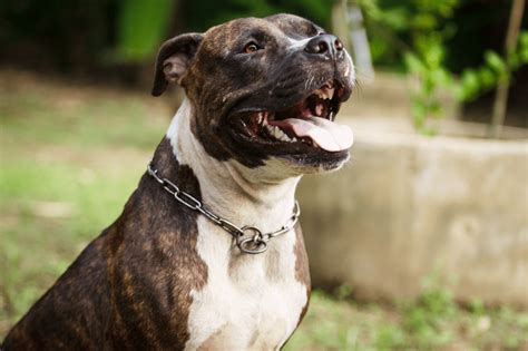 Brindle Pitbull - Top Facts And Characteristics - Animal Corner