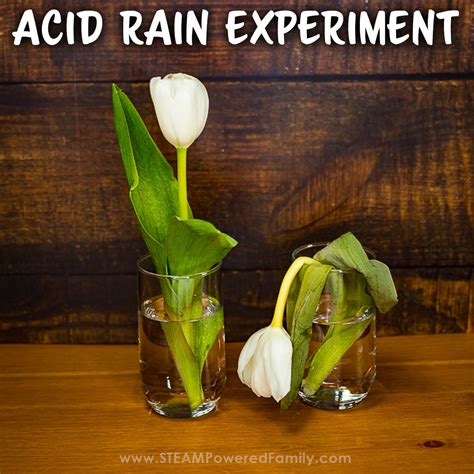 Acid Rain Experiment