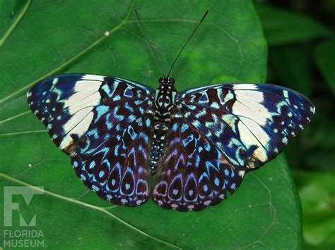 Blue Cracker – Exhibits