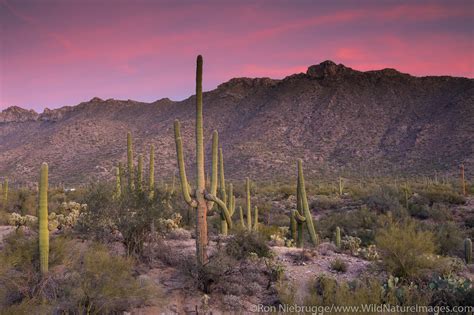 Desert Sunset | Tucson, Arizona. | Photos by Ron Niebrugge