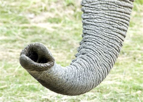 African Elephant trunk ⬇ Stock Photo, Image by © Veneratio #7129449