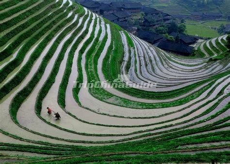 Longsheng Dazhai Village Pictures, Longsheng Yao Minority Village, Longsehng Jinkeng Rice ...