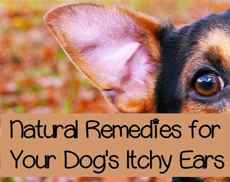 Itchy Ears in Dogs - Natural Approaches to Easing the Itch - DogVills
