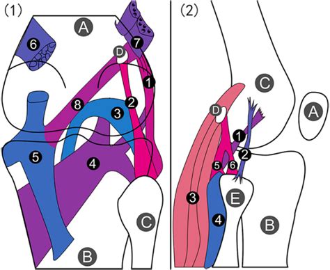 Fabella fracture with radiological imaging: A case report. - Abstract ...