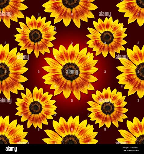 Dwarf sunflowers hi-res stock photography and images - Alamy
