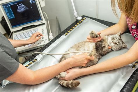 Ultrasound for Cats: Costs & Procedure Explained - Cats.com