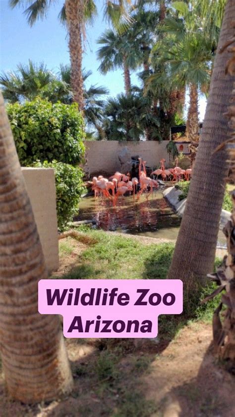 Wildlife Zoo Arizona | Wildlife, Jesus lives, Rv life