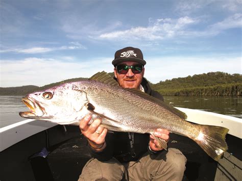 NSW announces changes to rec and commercial mulloway rules - Fishing ...