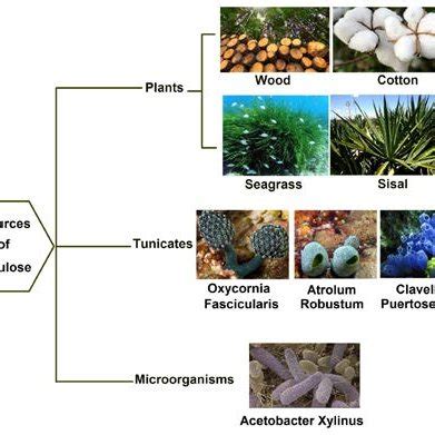 Different sources of cellulose | Download Scientific Diagram