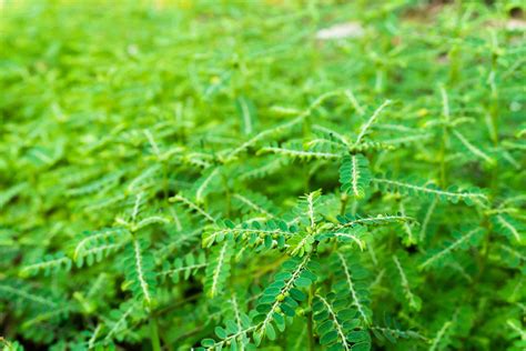 Phyllanthus: Benefits, Side Effects, and Preparations