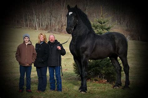 Windermere Farms Percherons | Big horse breeds, Percheron horses, Big horses