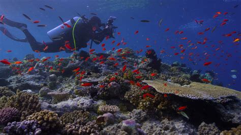 'Chasing Coral': Documentary Vividly Chronicles A Growing Threat To Oceans : NPR