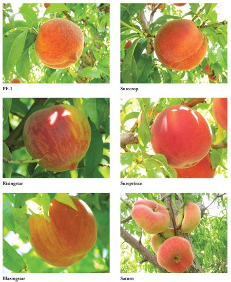 Peach Cultivar Evaluation in Northern New Mexico | New Mexico State ...