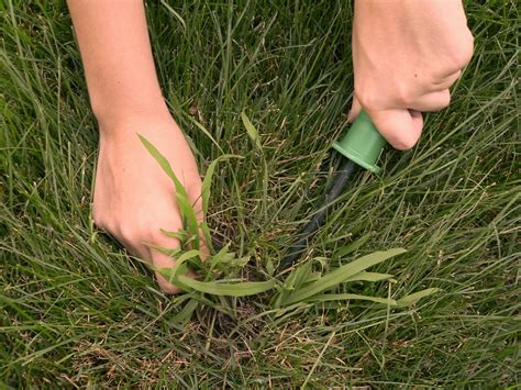 Is that Crabgrass or Quackgrass in Your West Michigan Lawn?