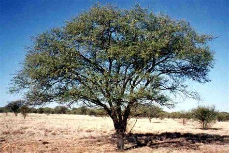 Vachellia nilotica - Alchetron, The Free Social Encyclopedia