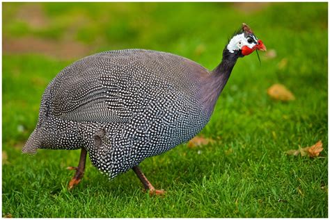 THE HELMETED GUINEA FOWL. OF AFRICA VS OF U.S